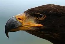 eagles 1440x957 wallpaper Art HD Wallpaper